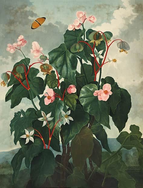 Begonia 'Little Brother Montgomery'