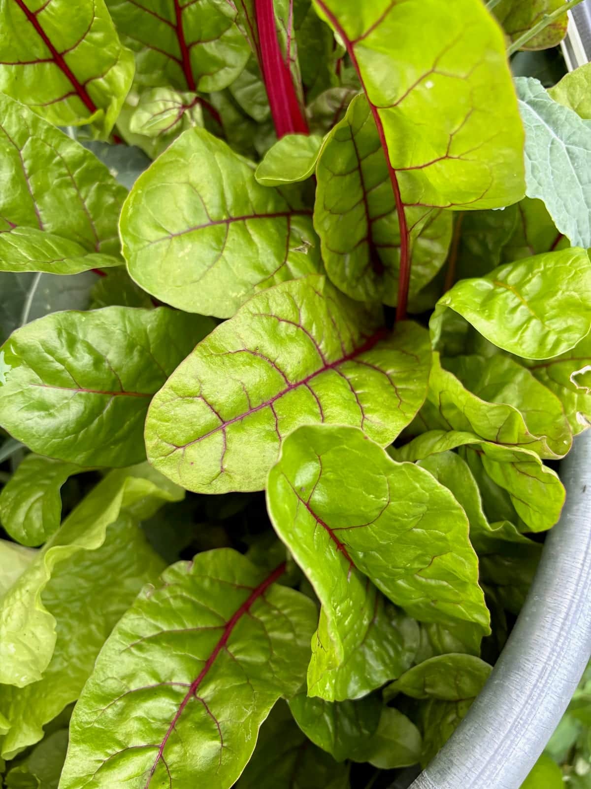 Swiss Chard