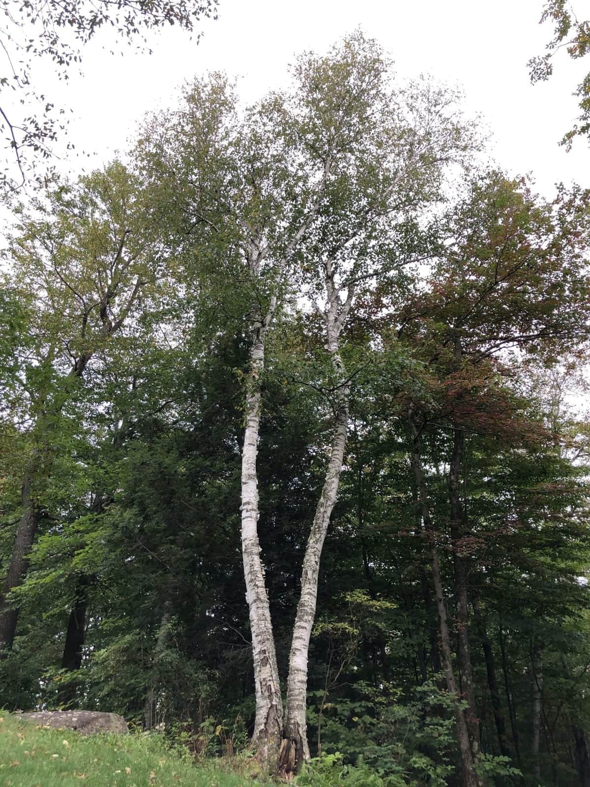 Alaska Paper Birch