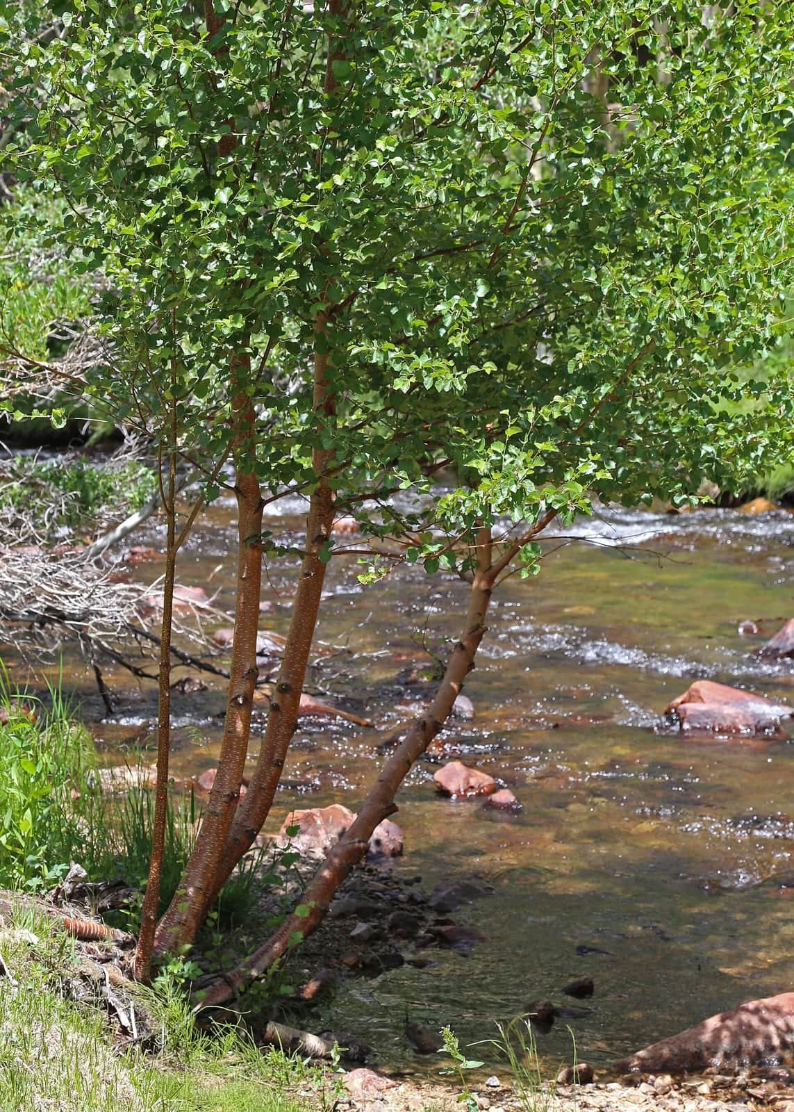 Water Birch