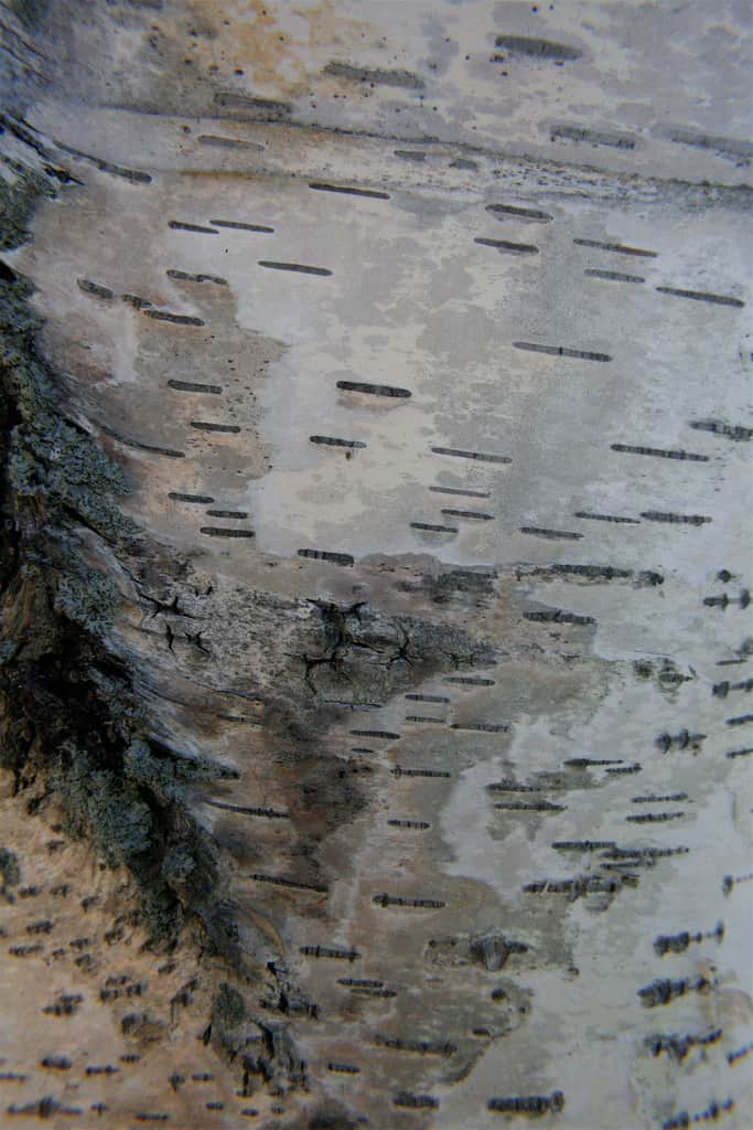Silver Birch