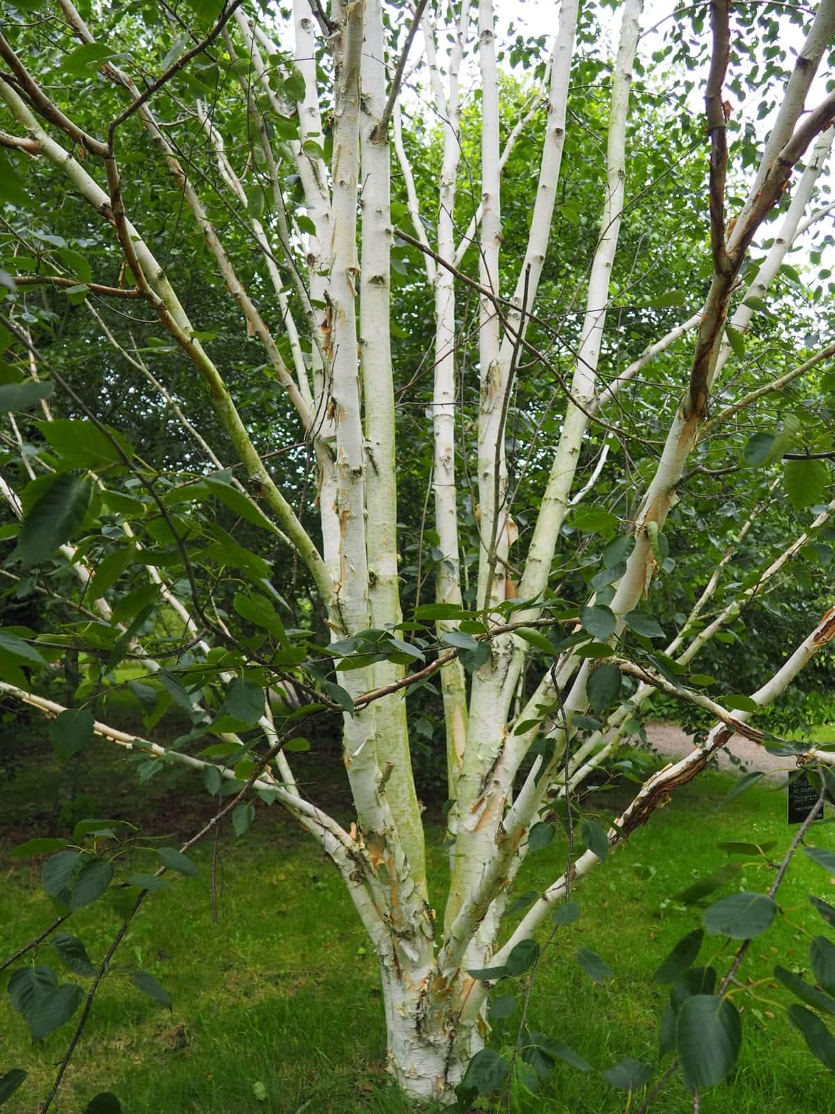 Himalayan Birch