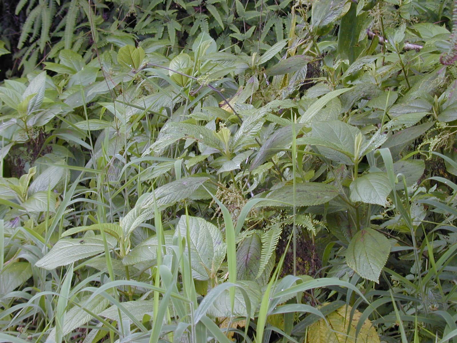 Boehmeria platanifolia