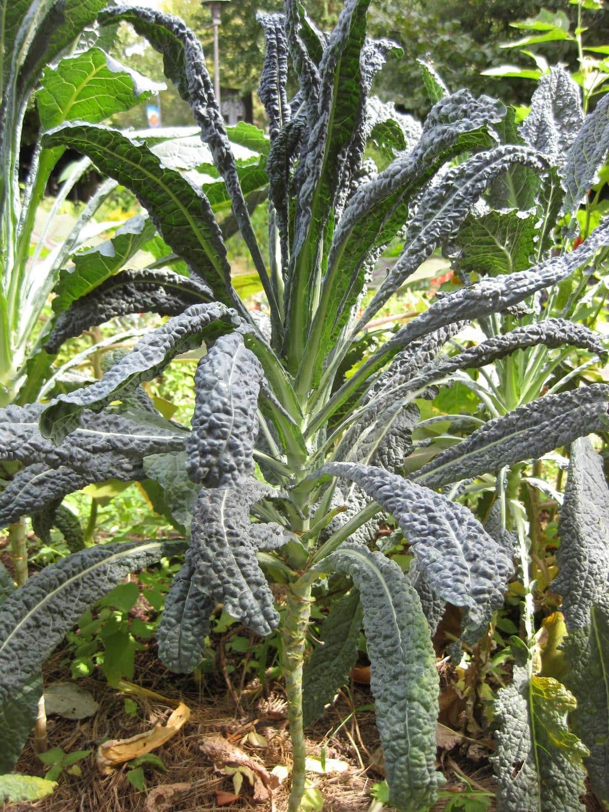 Lacinato Kale
