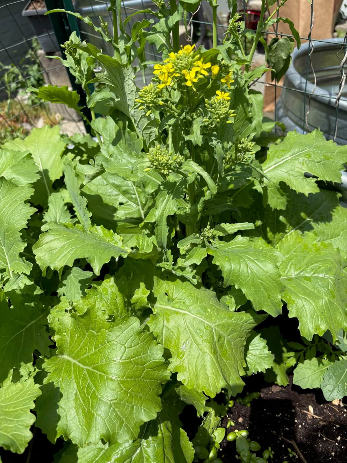 Broccoli Raab