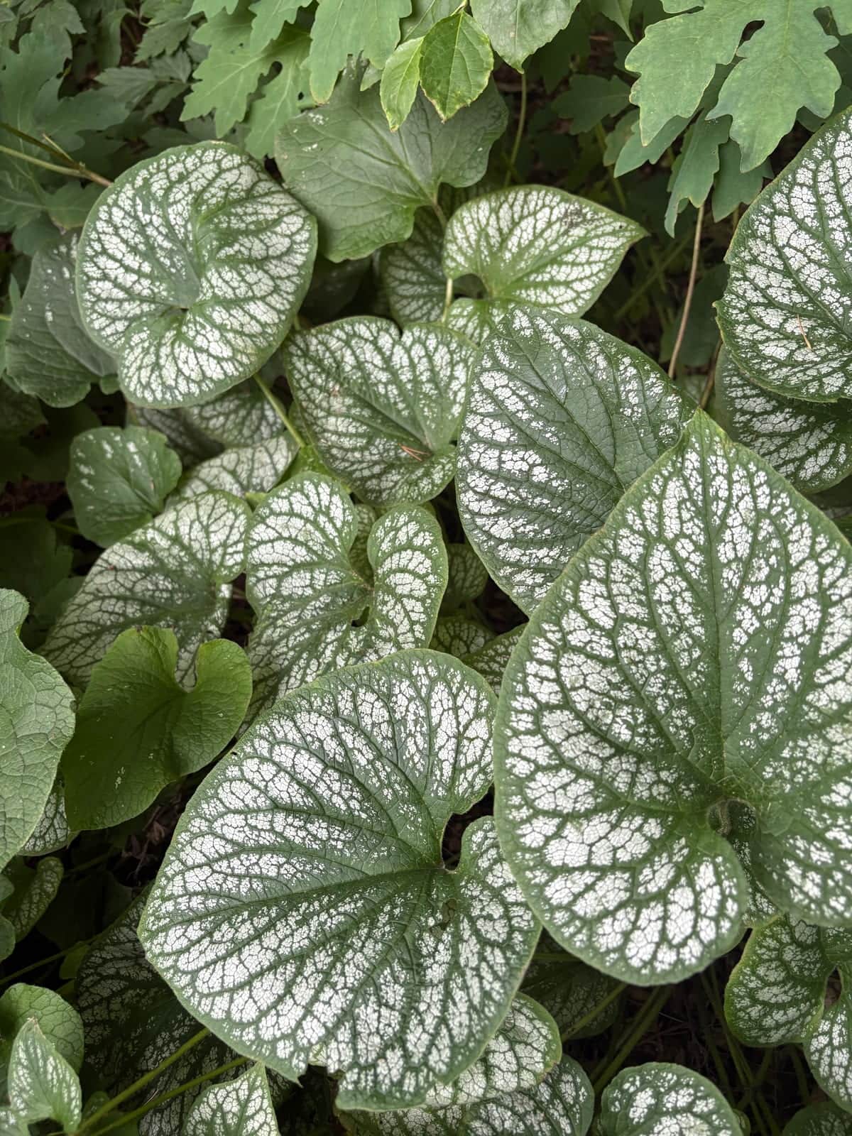 Siberian Bugloss
