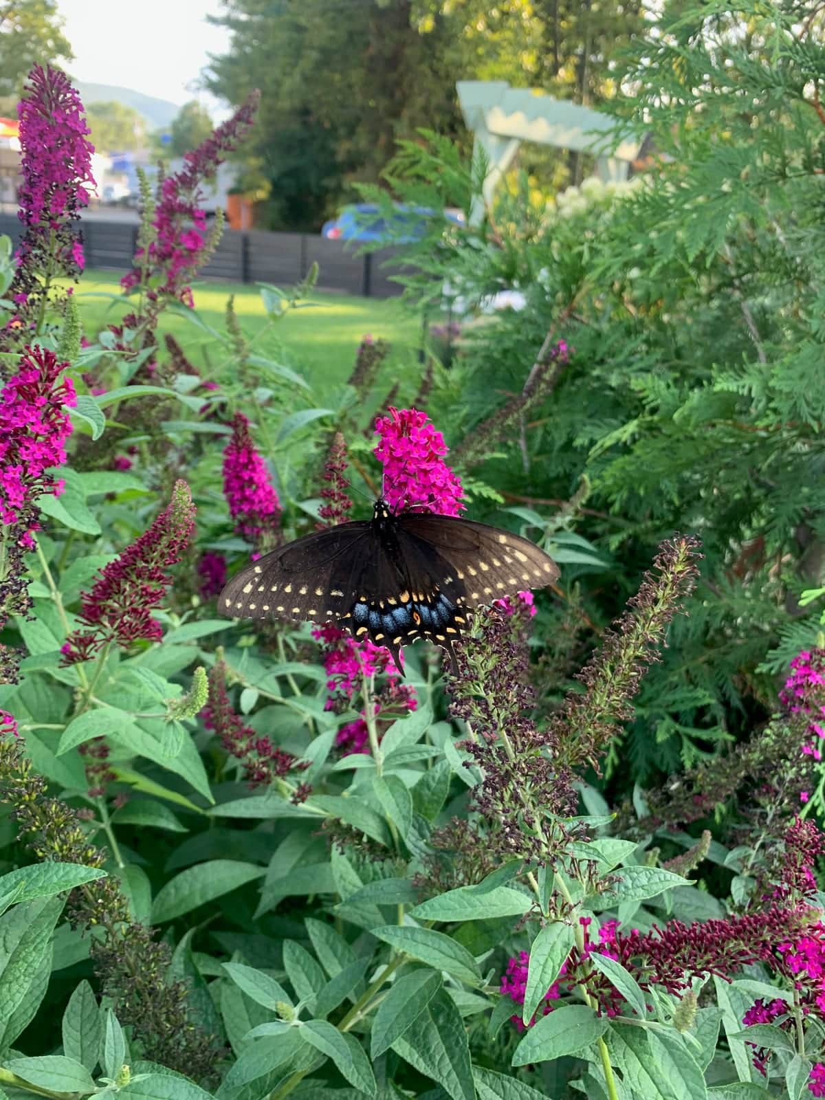 Butterfly Bush