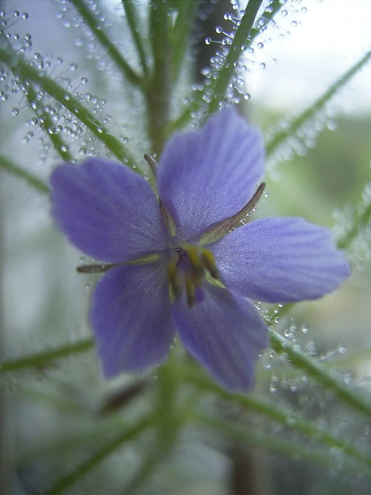 Rainbow Plant
