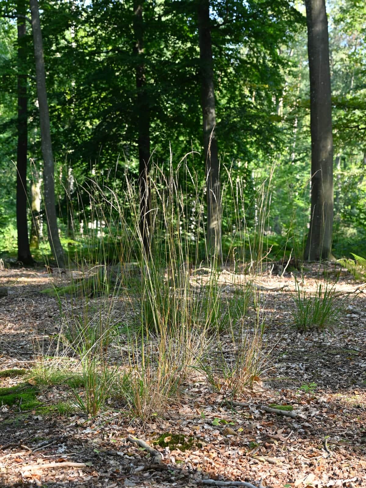 Korean feather reed grass