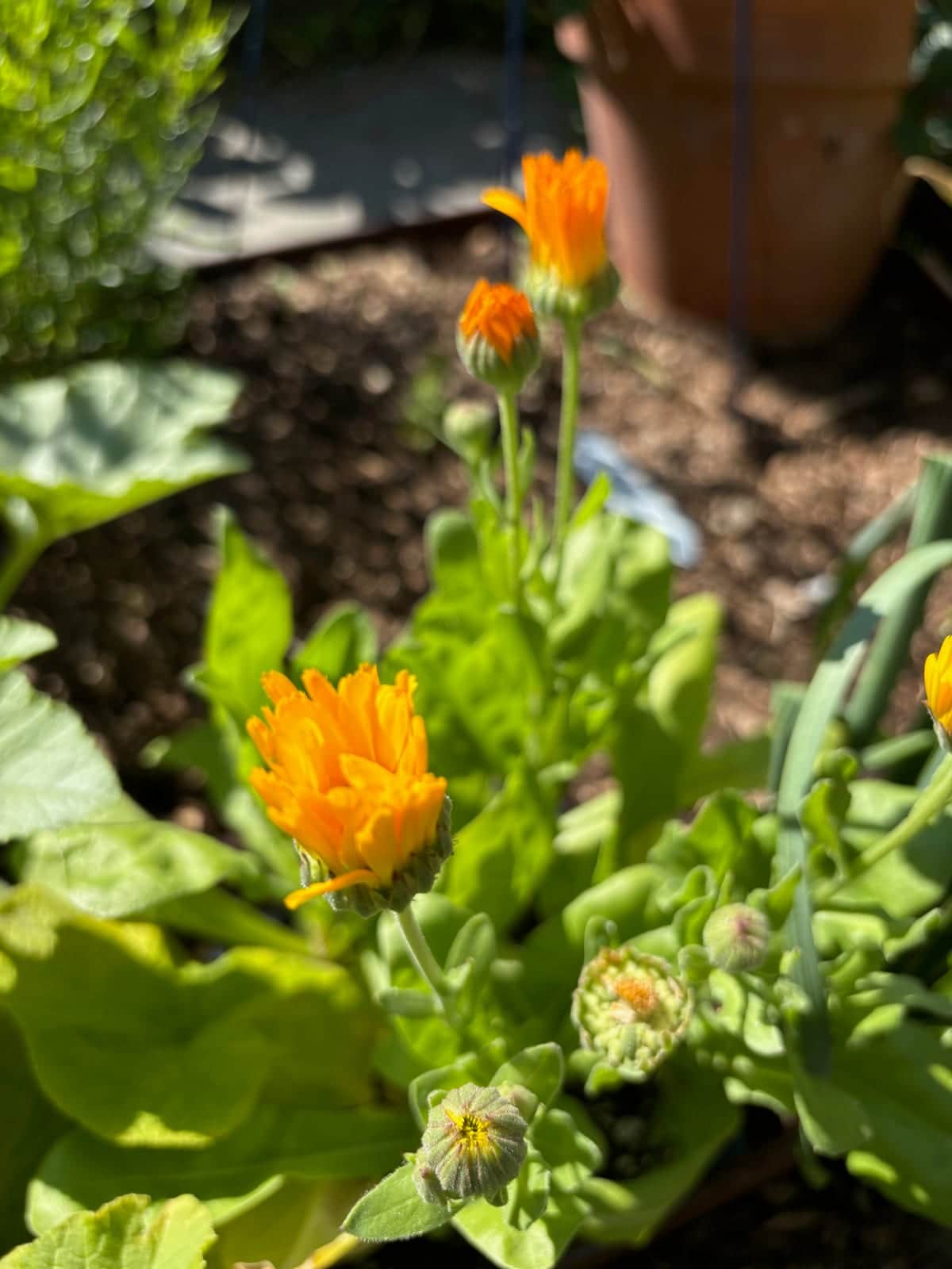 Calendula