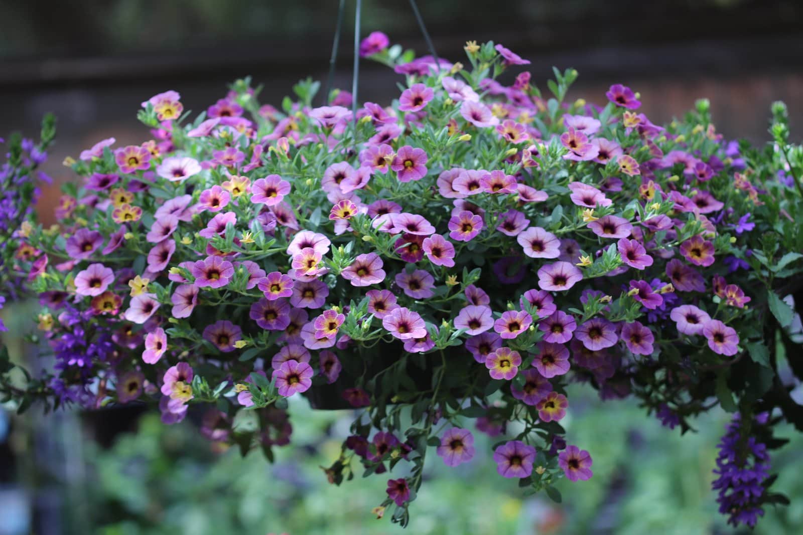 Calibrachoa