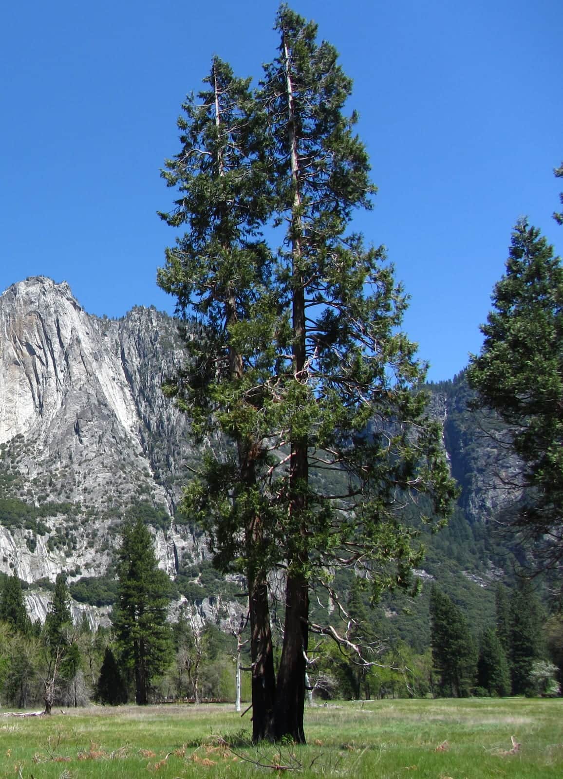 Incense Cedar