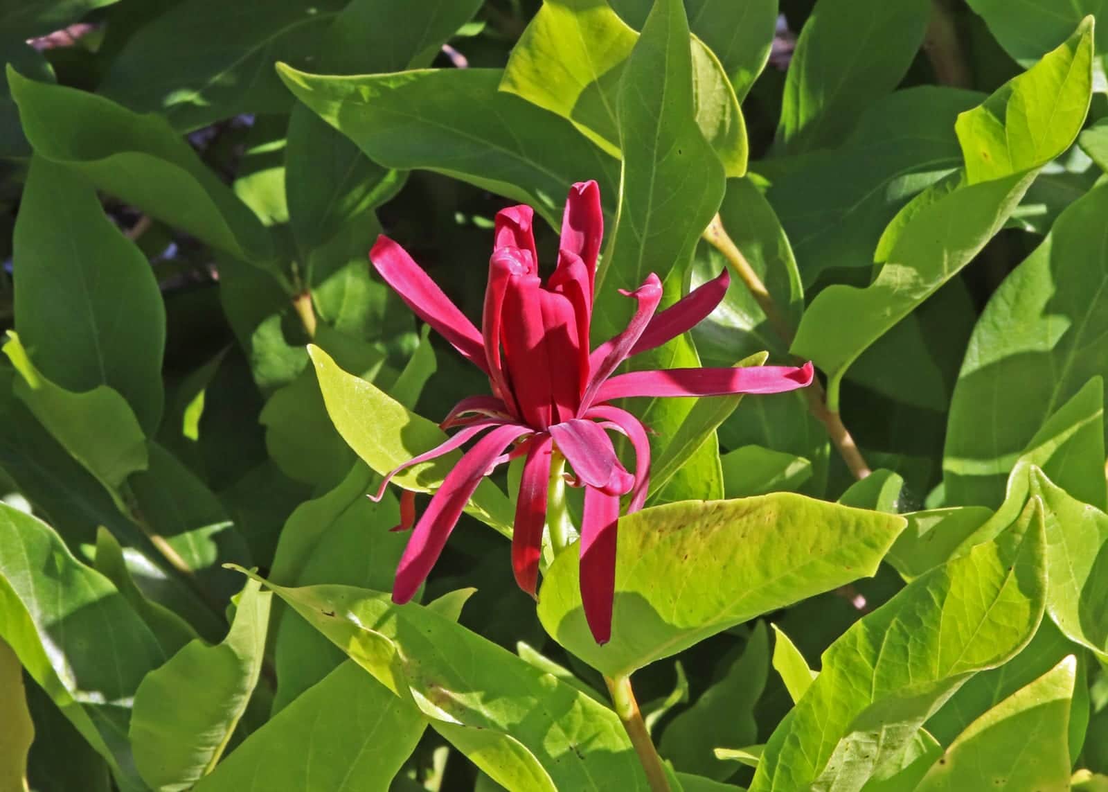 Western Spice Bush