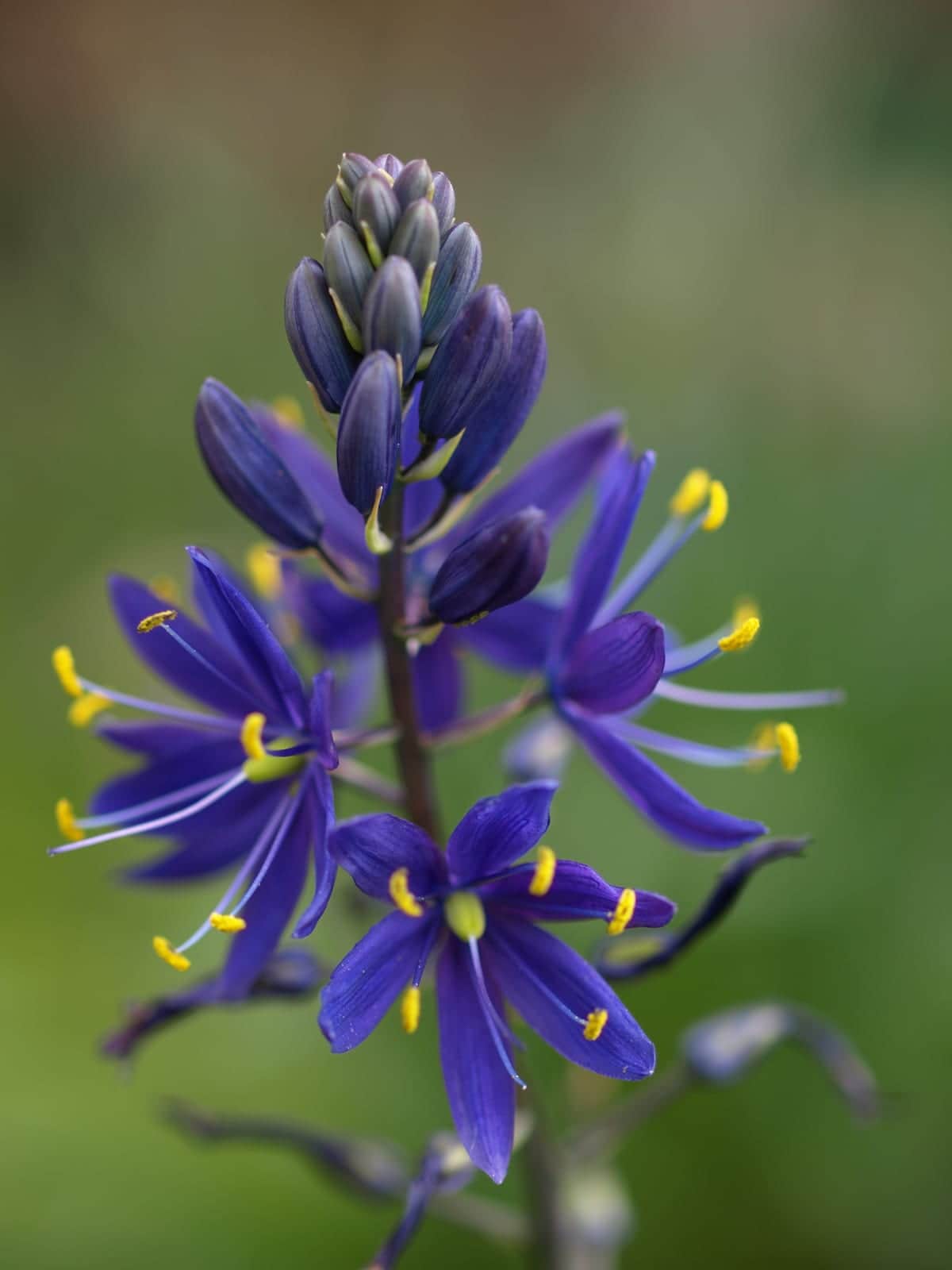 Great Camas