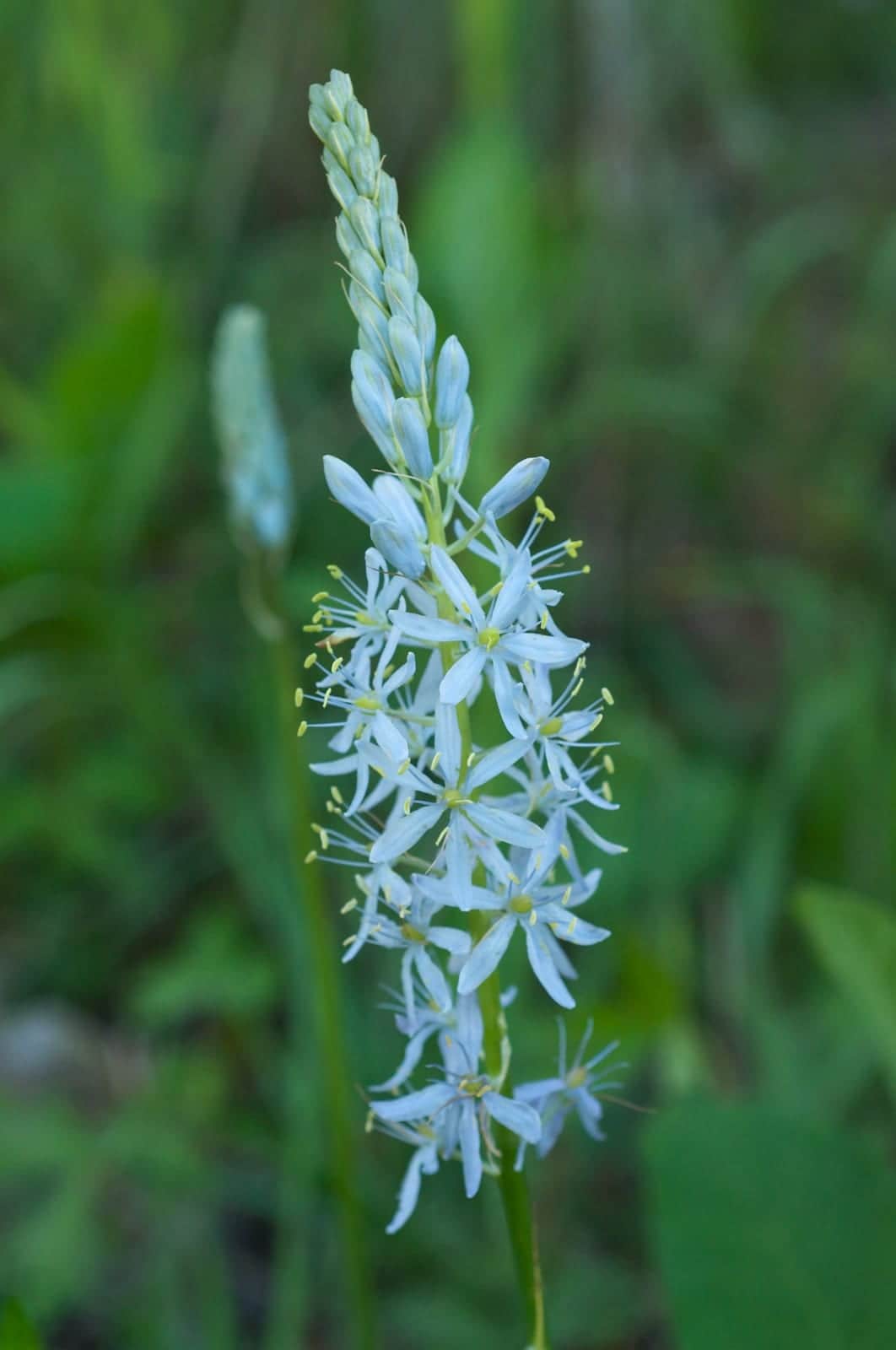 Atlantic Camas