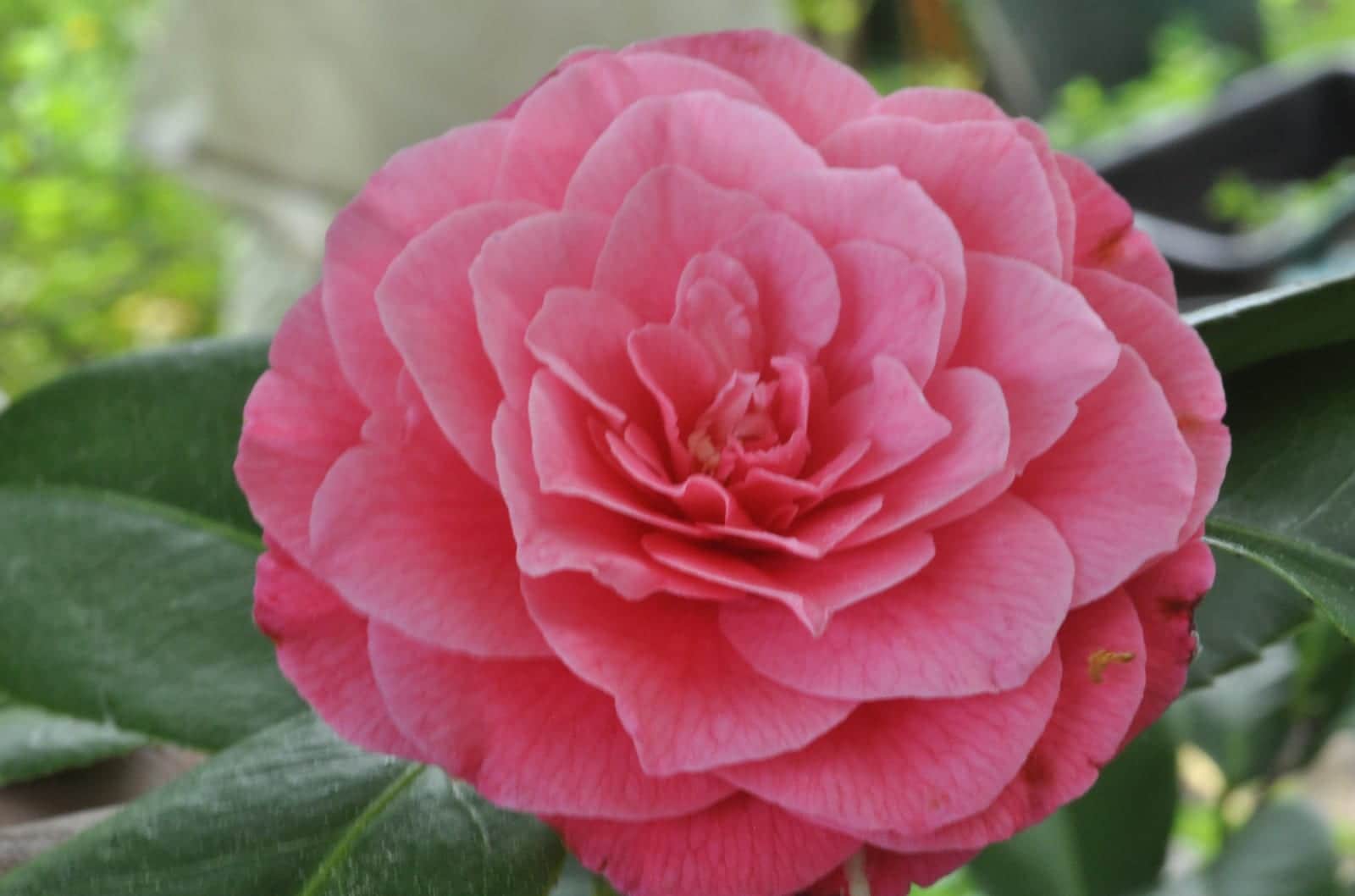 Camellia 'April Rose'