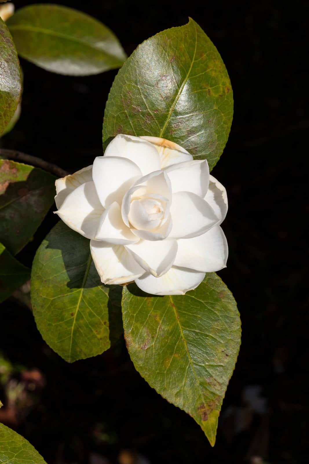 Camellia 'Nuccio's Gem'