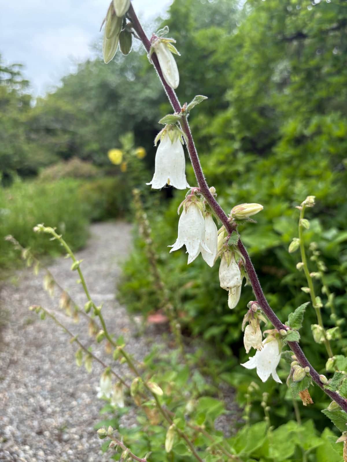 Ivory Bellflower