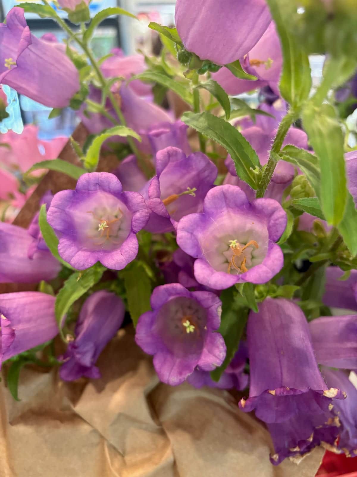 Canterbury Bells