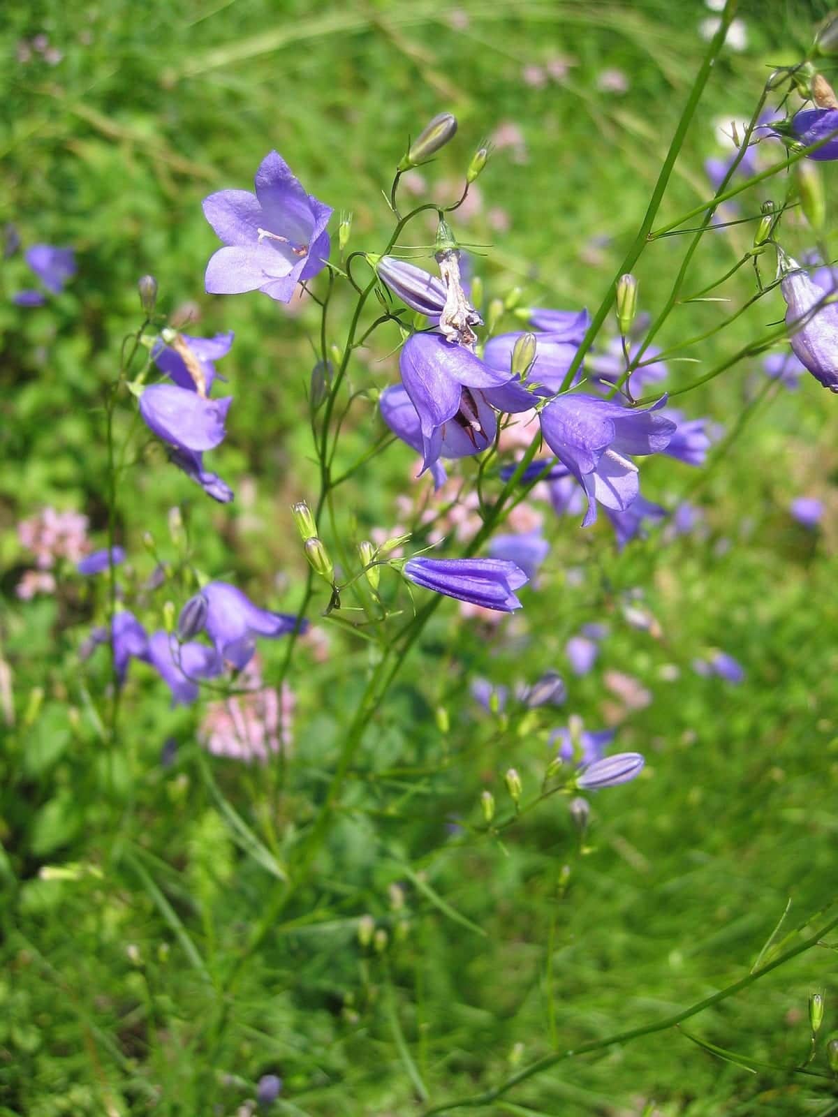 Harebell