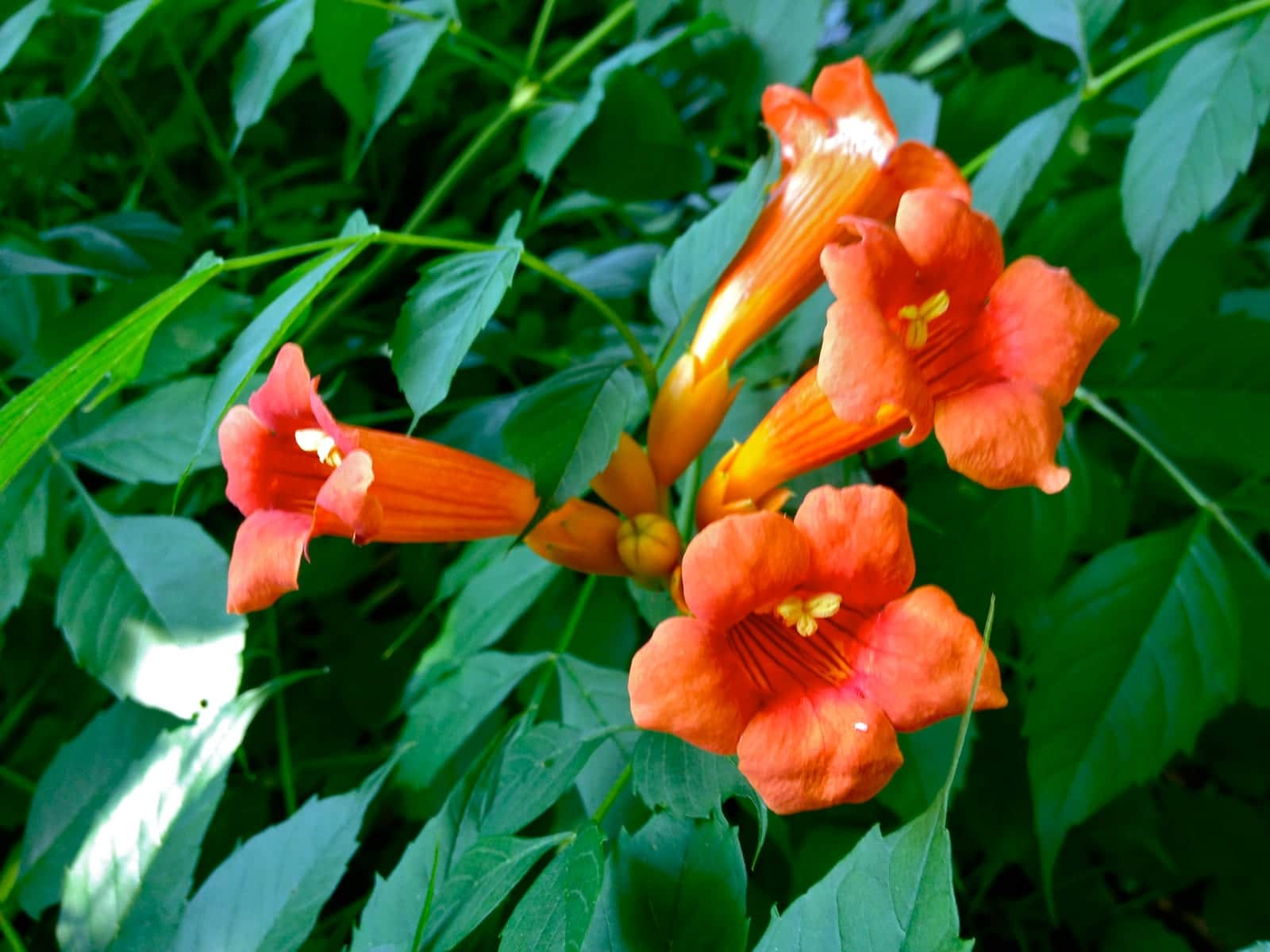 Trumpet Vine