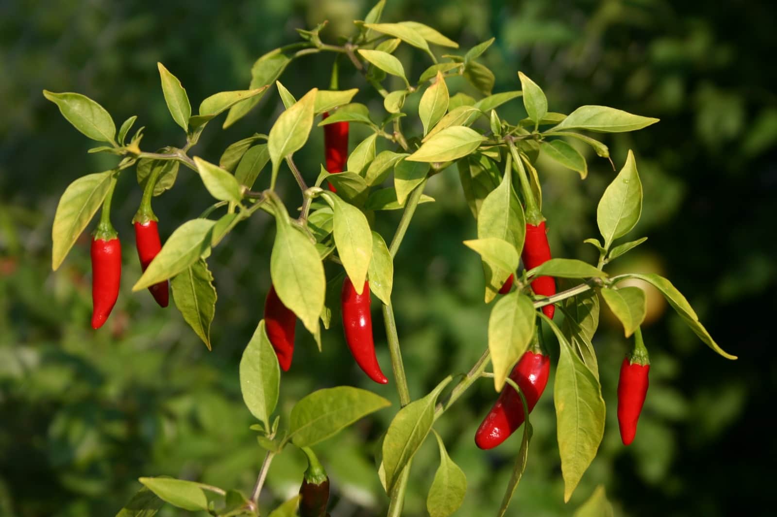 Thai Pepper