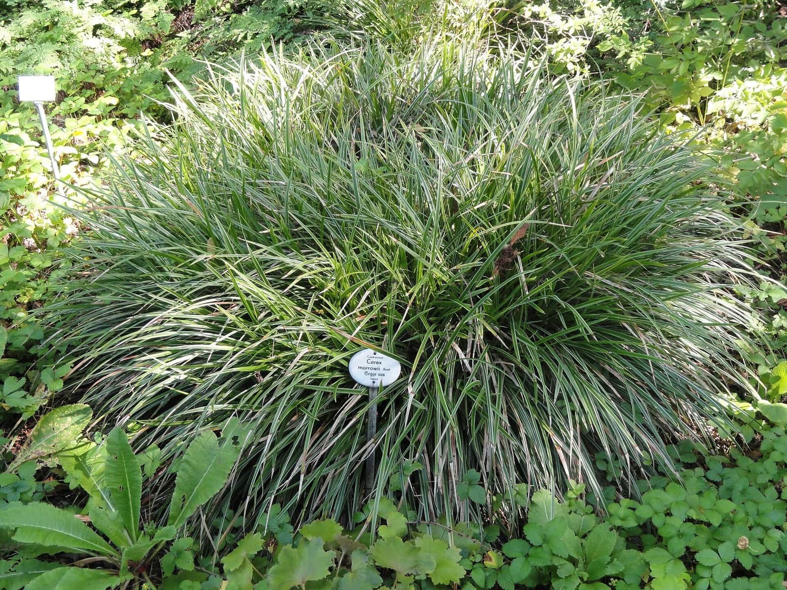 Japanese Sedge