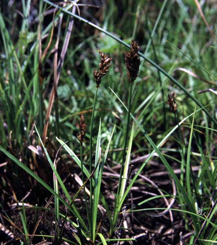 California Meadow Sedge