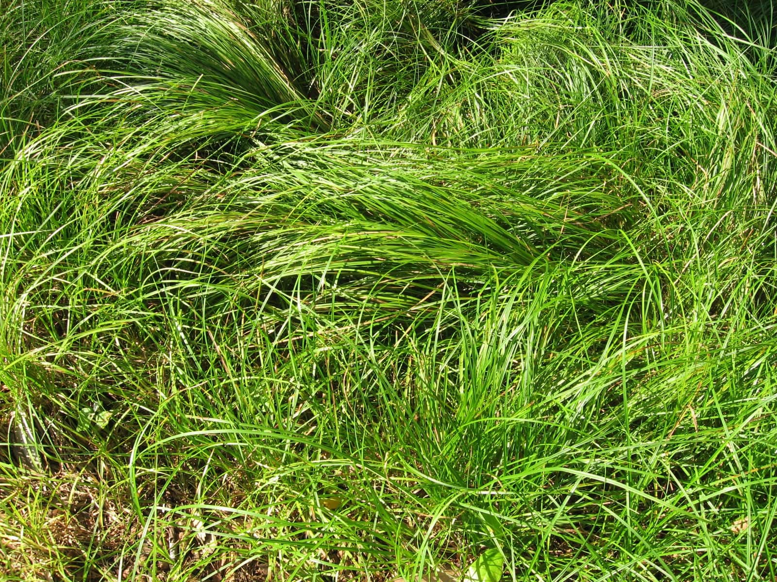 Pennsylvania Sedge