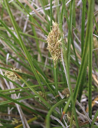 Clustered Field Sedge