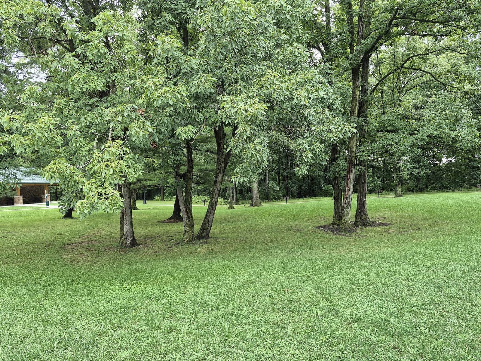 Shagbark Hickory
