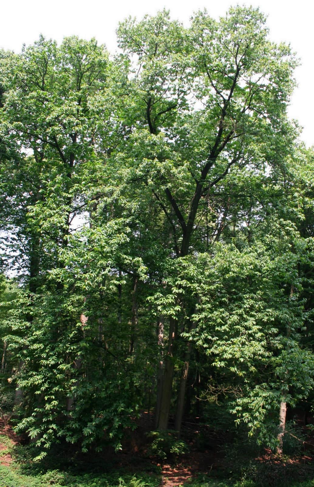 American Chestnut