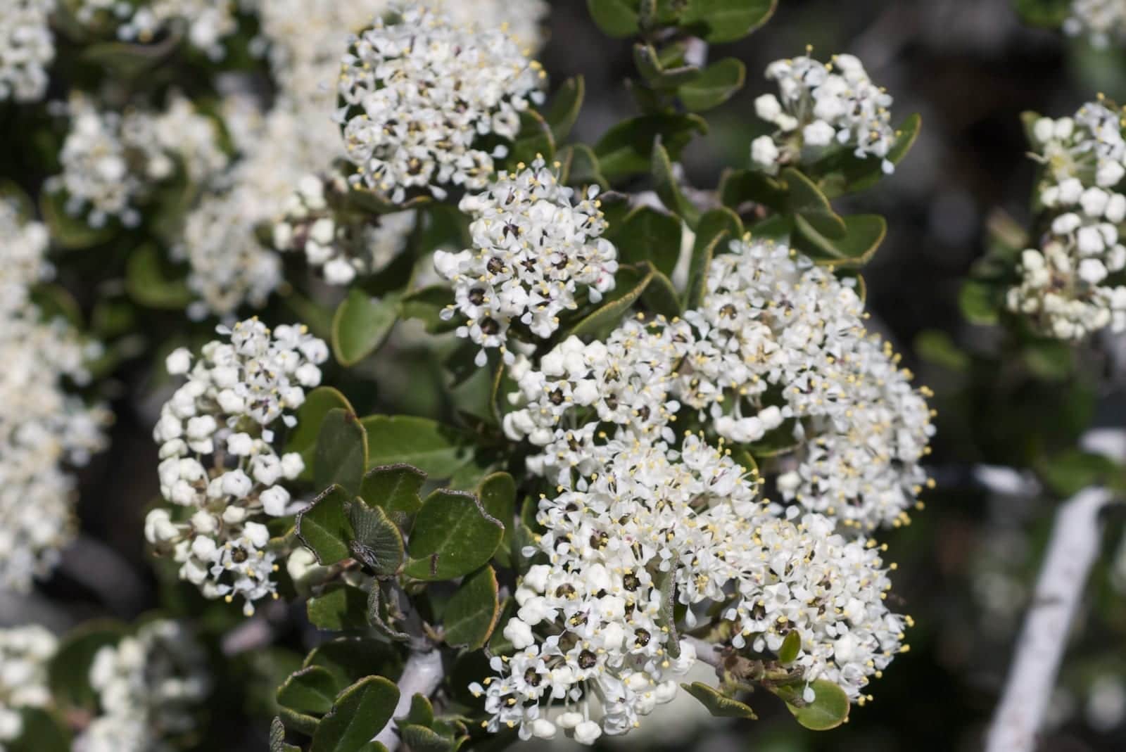Buckbrush