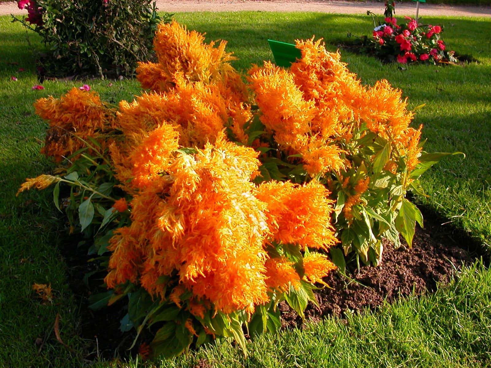 Celosia