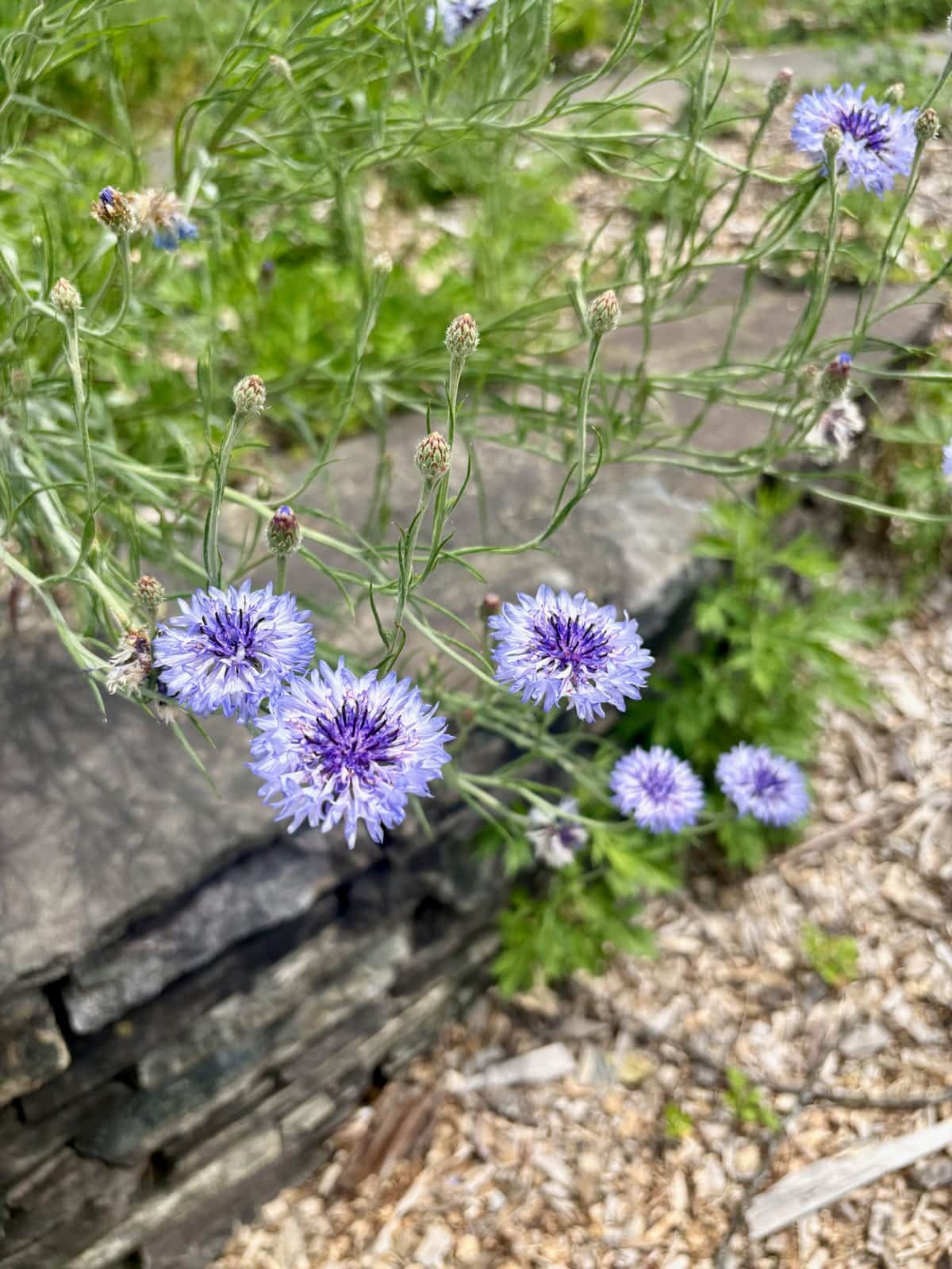 Cornflower