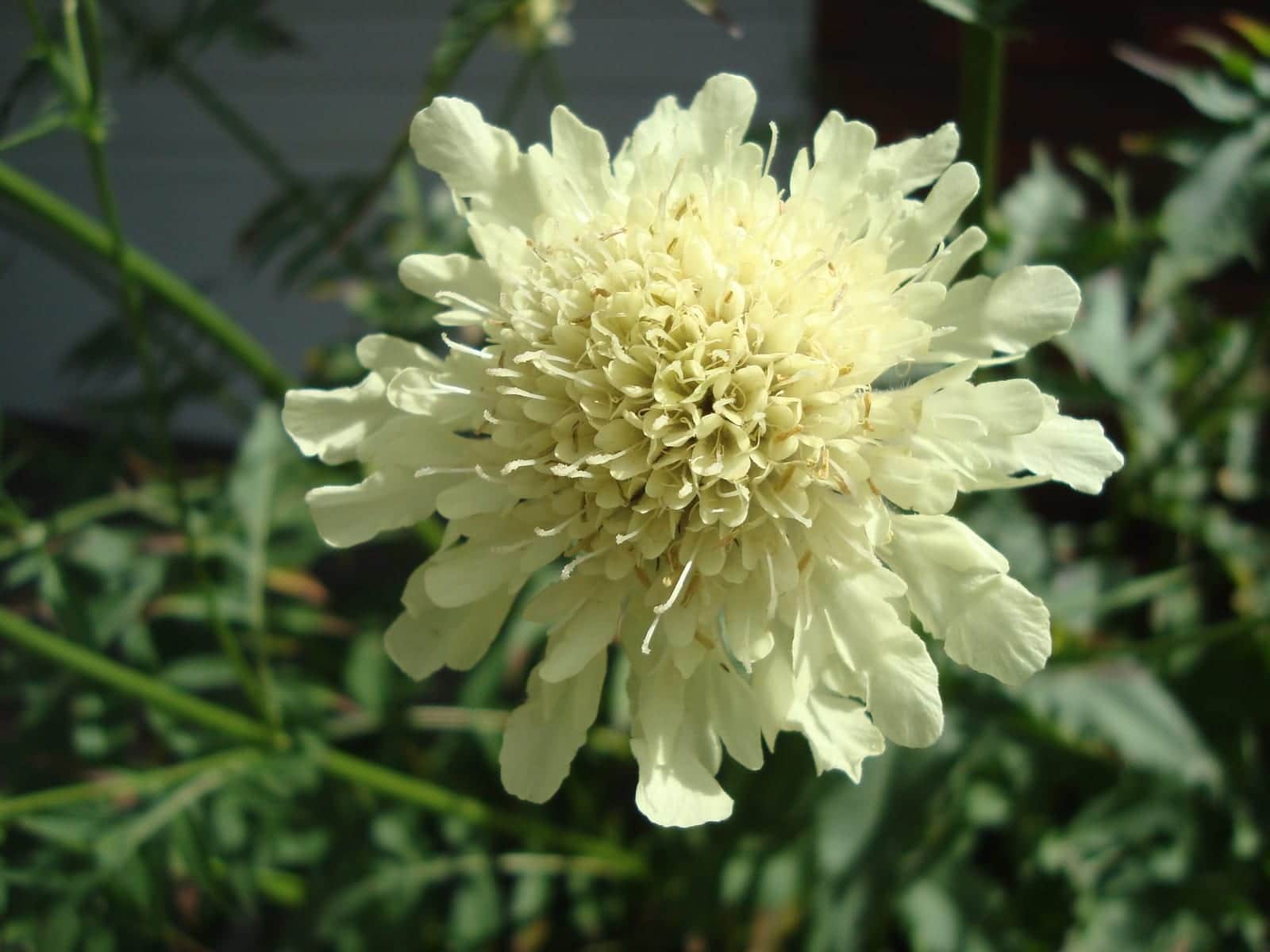Giant Scabious
