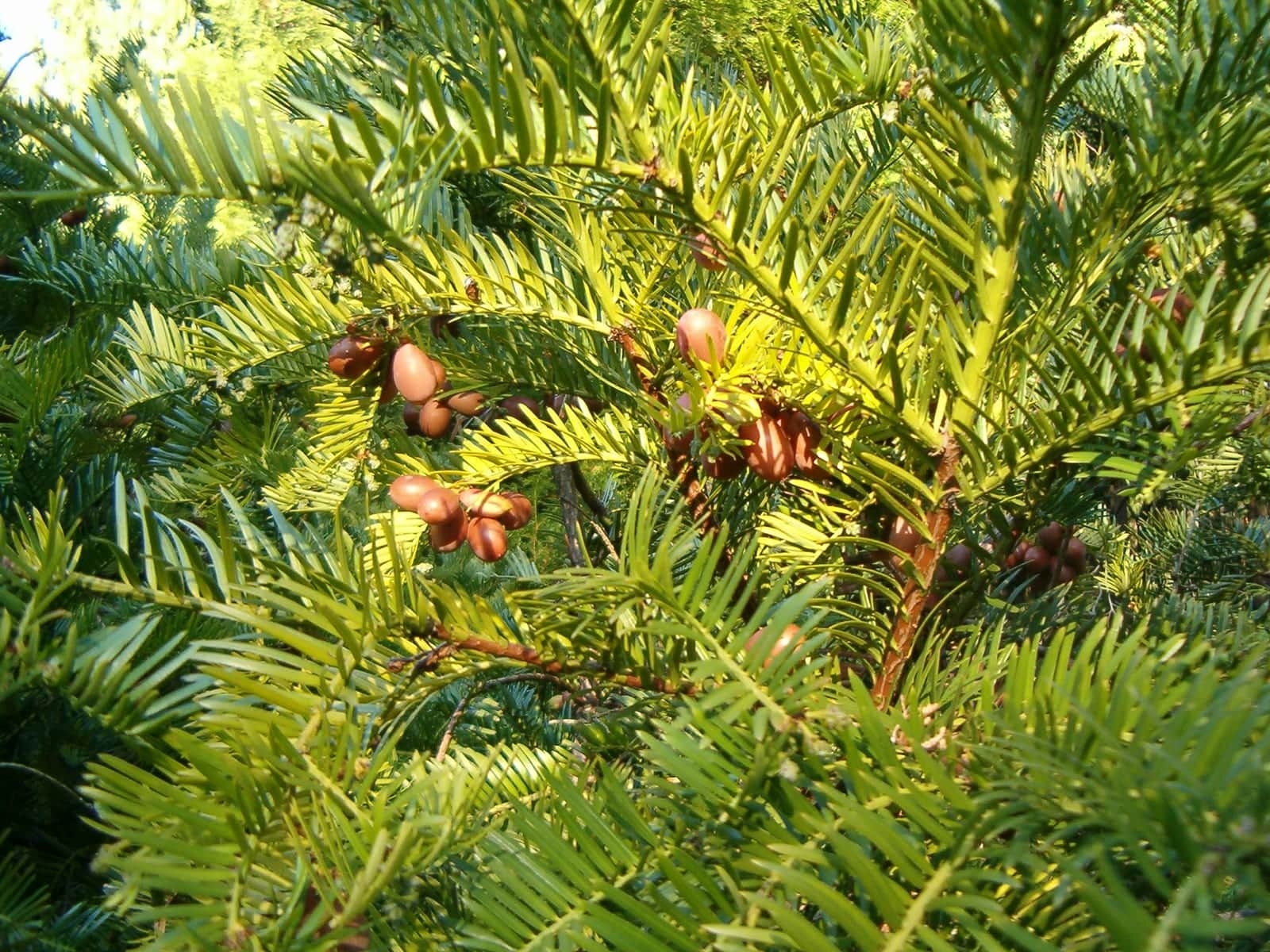 Japanese Plum Yew