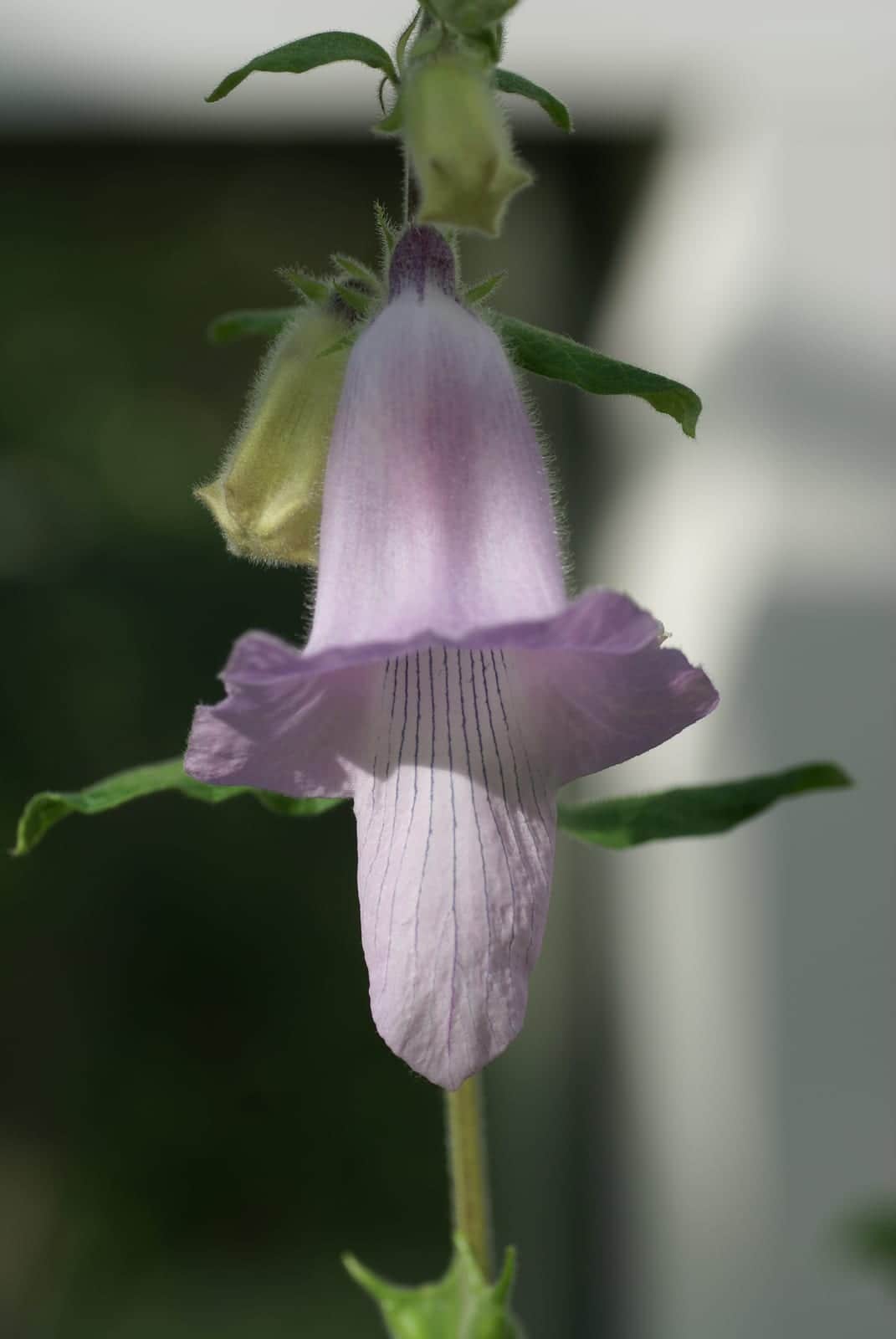South African Foxglove