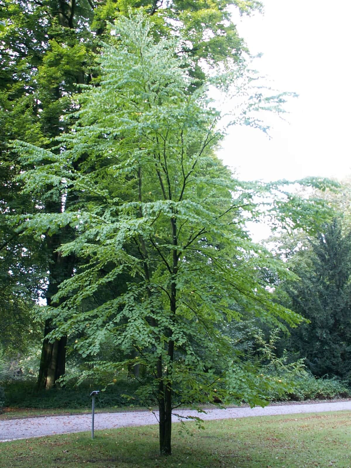 Katsura