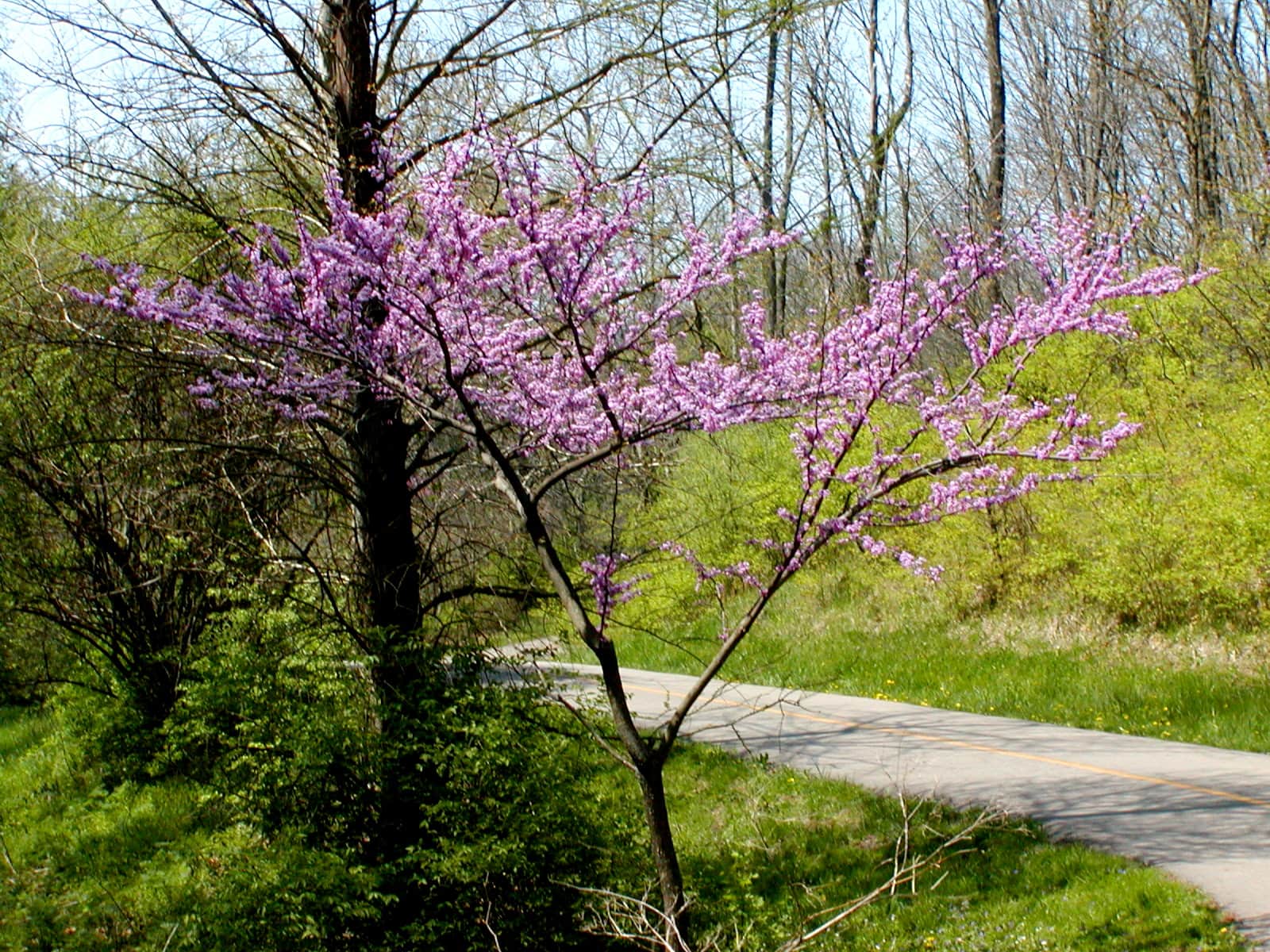 Ruby Falls Redbud