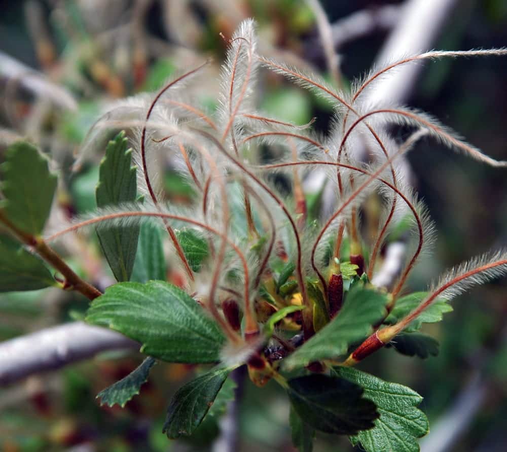 Alderleaf Mountain Mahogany