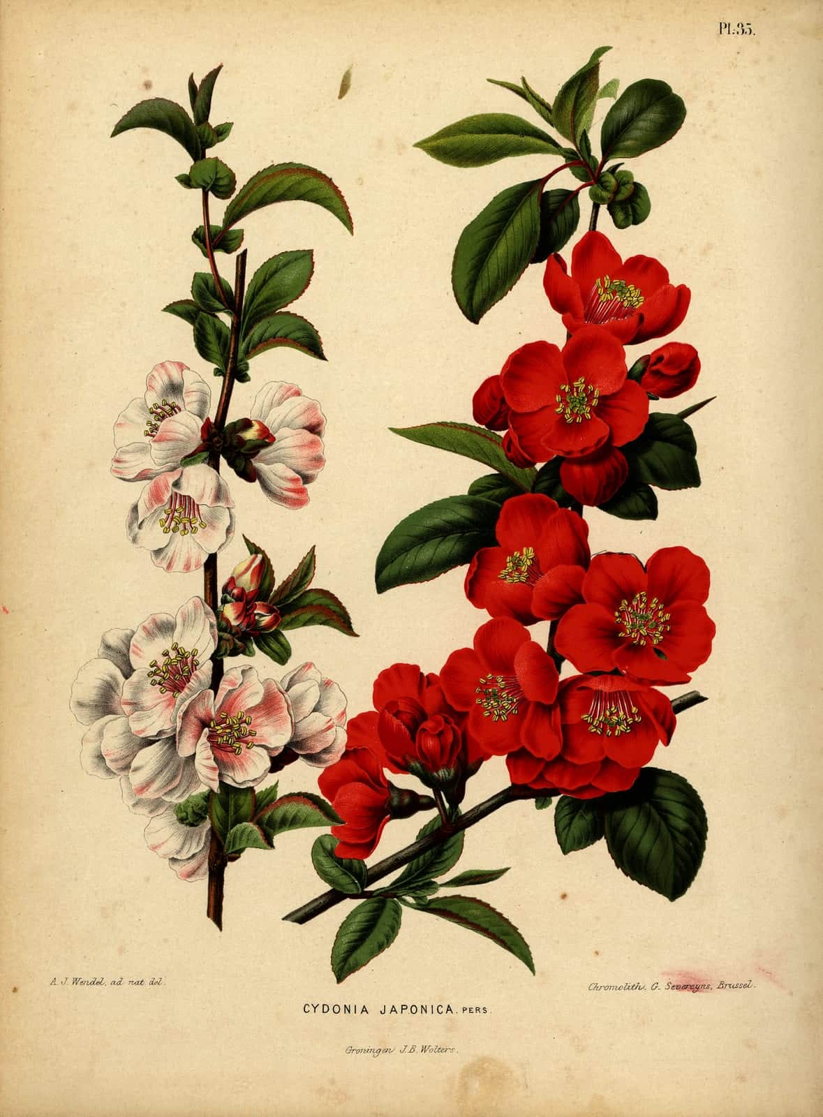 Flowering Quince