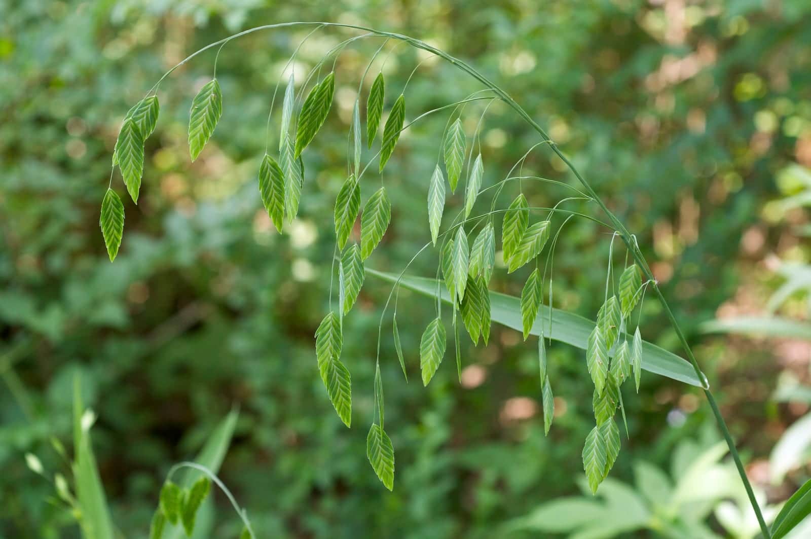 Northern Sea Oats
