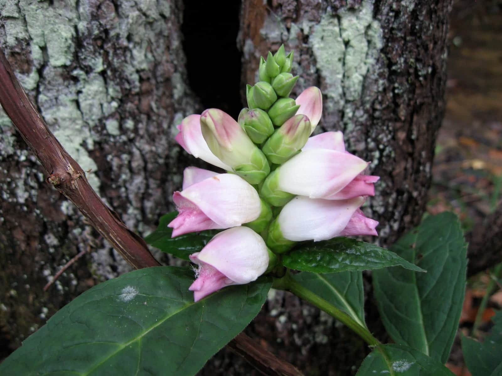 Turtlehead