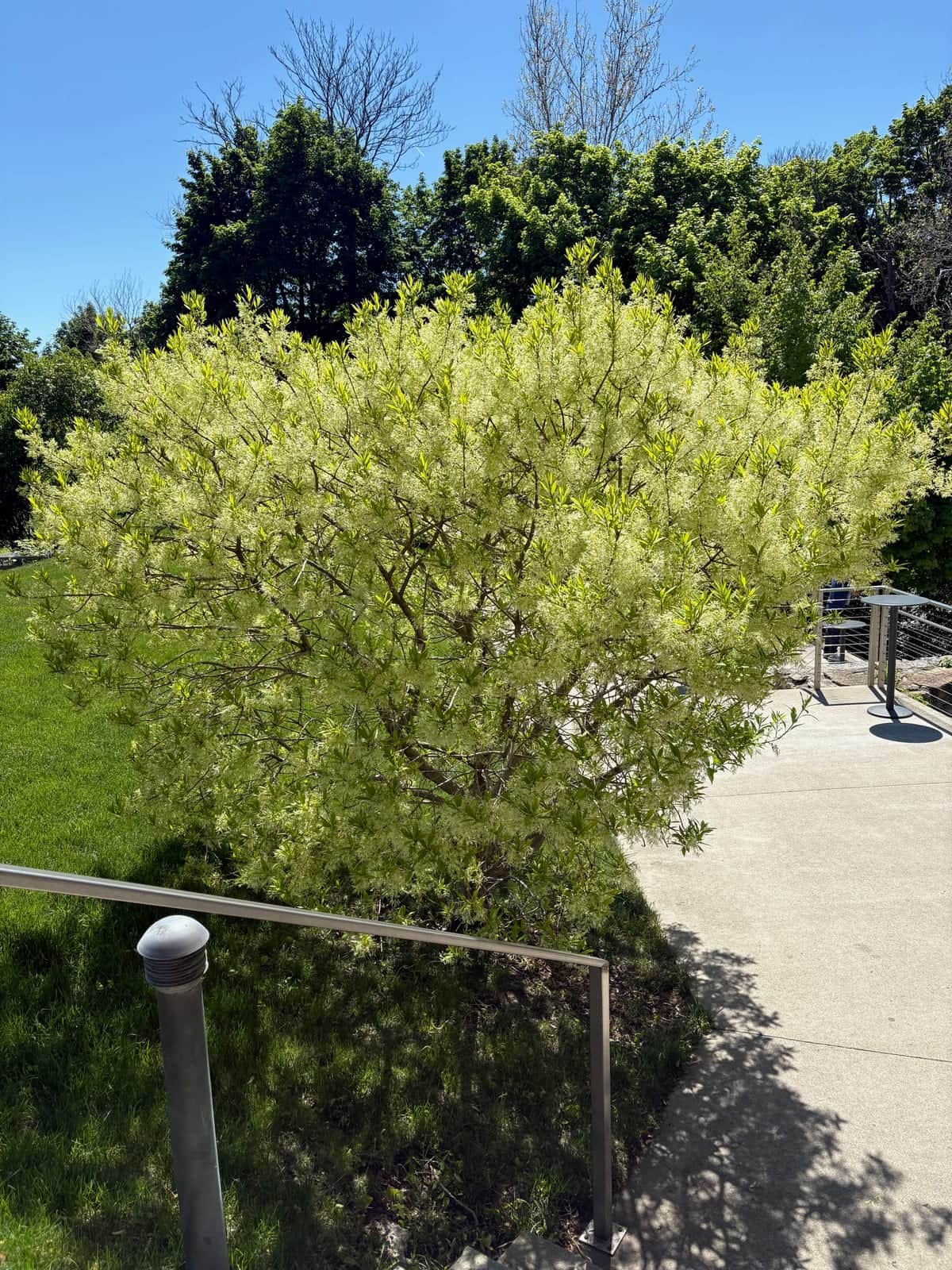 Fringe Tree