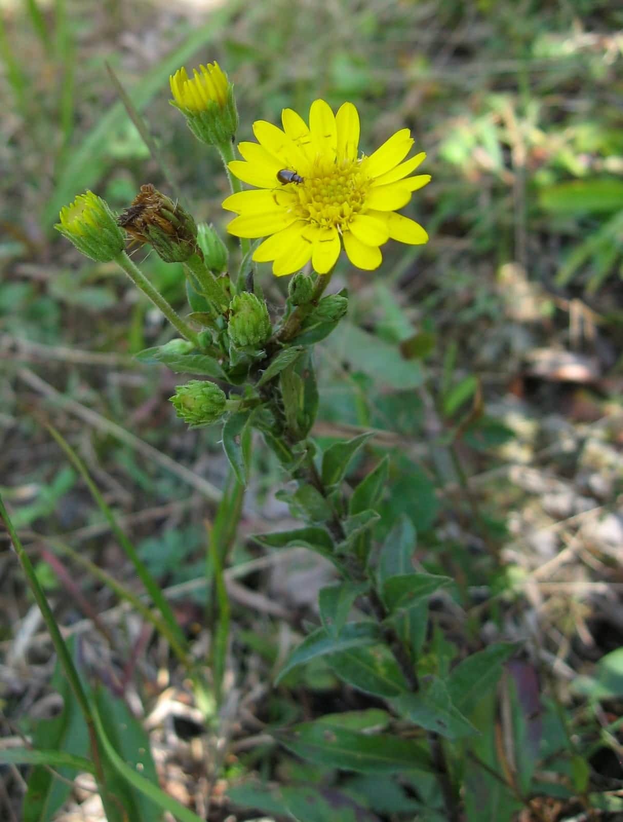 Maryland Golden-aster