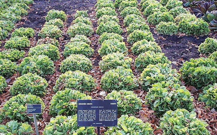 Escarole