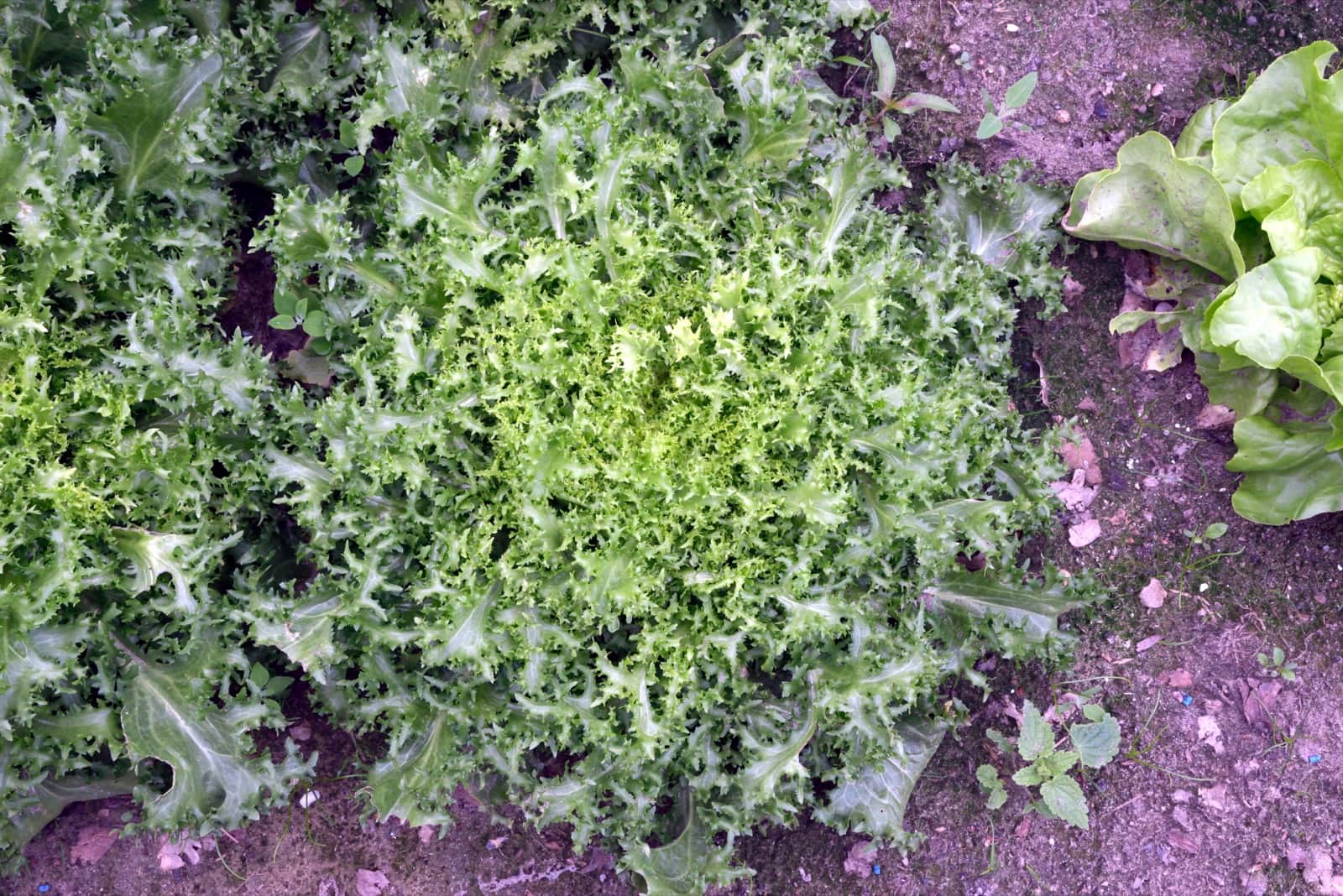 Endive / Frisee