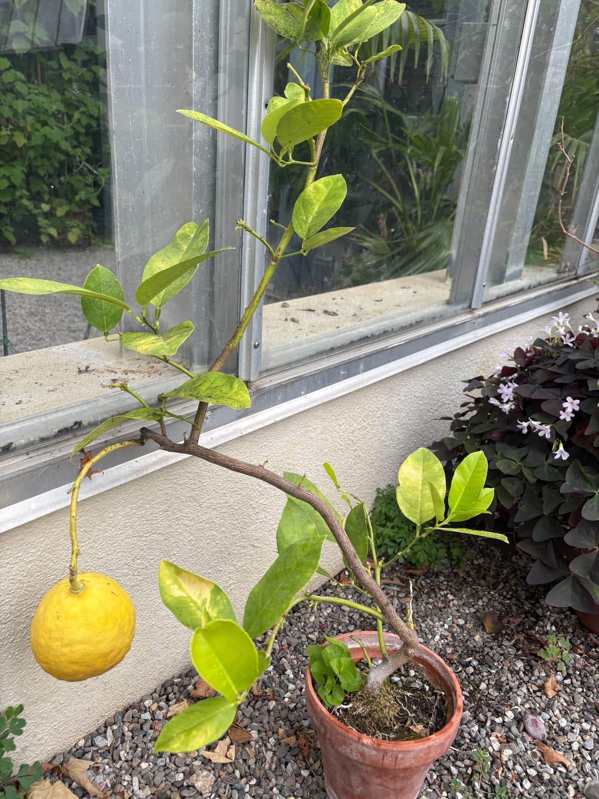 Ponderosa Lemon