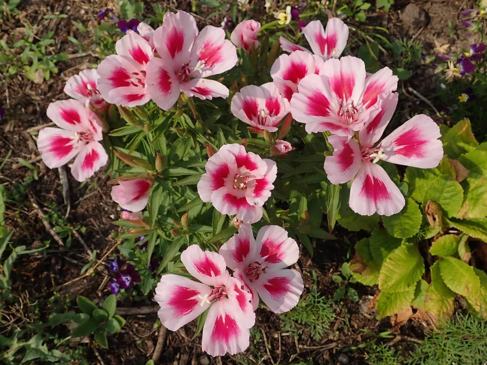Farewell-to-Spring